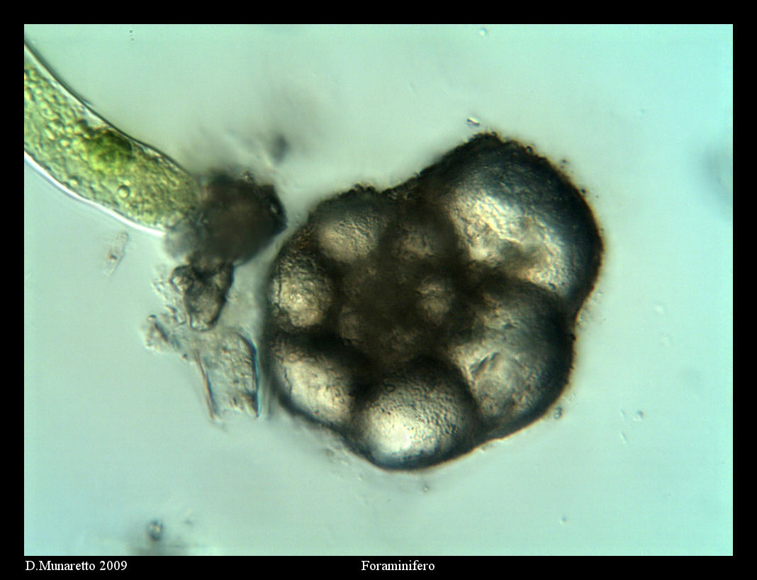 FORAMINIFERO fossile